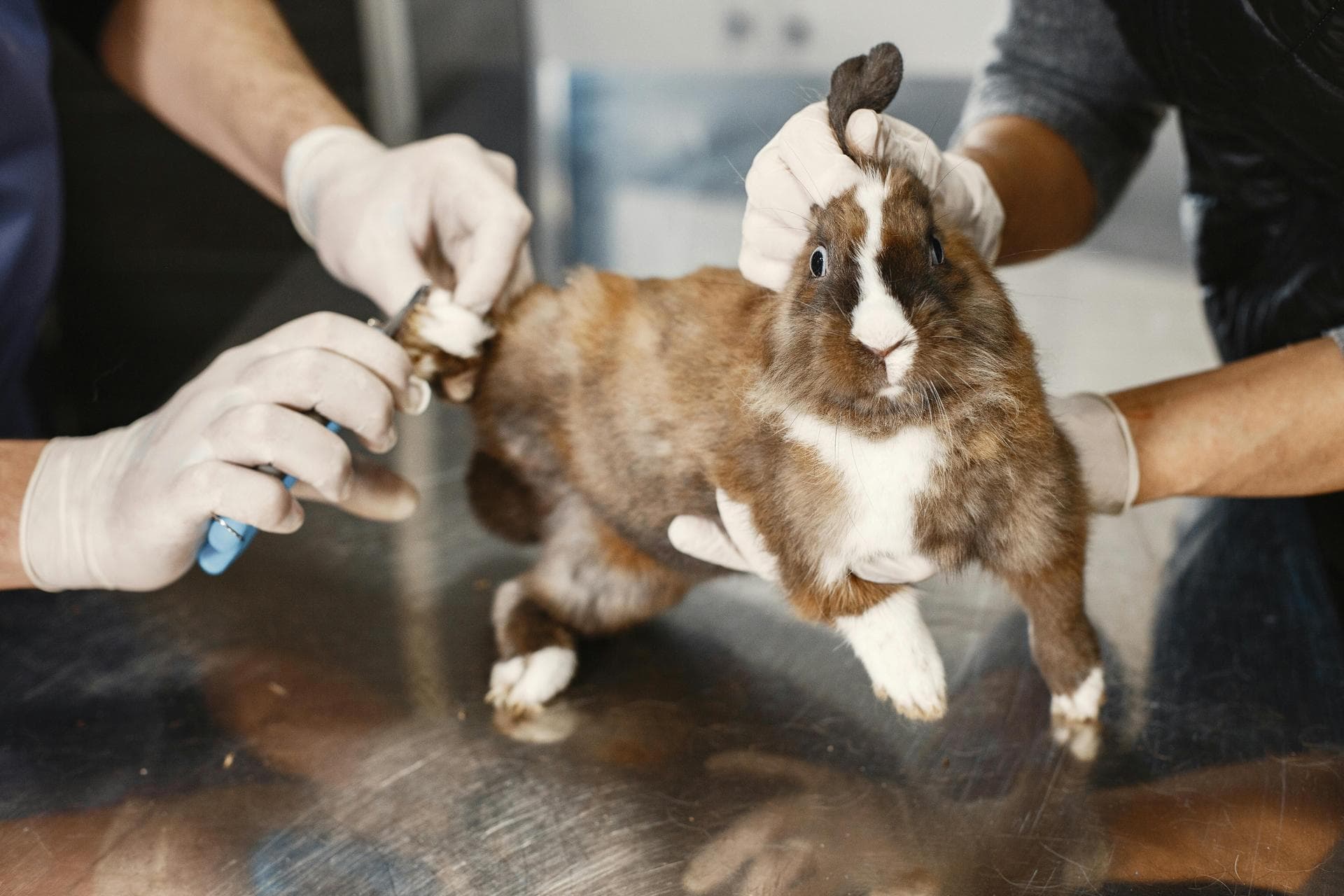 Emergency vets in Lawrence