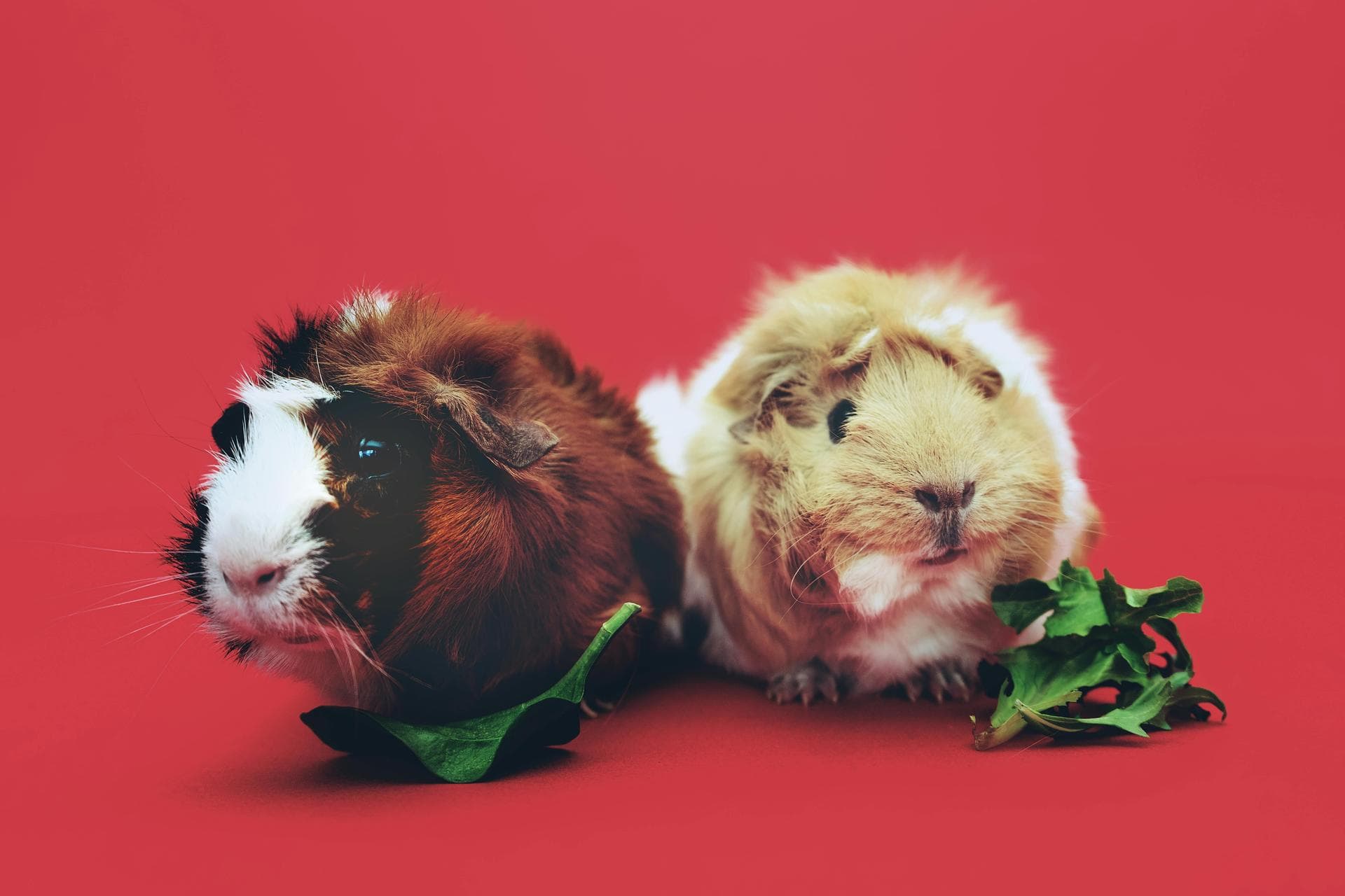 Dog & Cat Vets in Lawrence